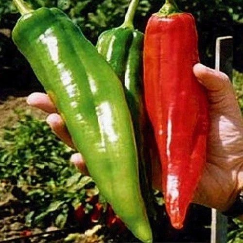 BIG JIM Pepper Seeds - 200+ Heirloom Organic Non-GMO Hot Peppers - Fresh Capsicum annuum