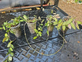 Hoya Cutting - Burtoniae Bilobata - Rooted Bare Root Wax Plant - Hoya burtoniae