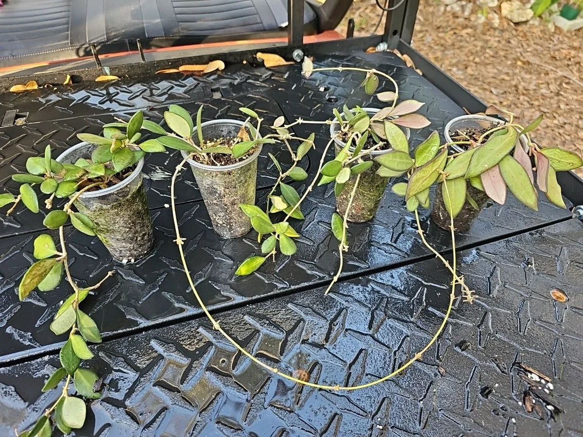 Hoya Cutting - Burtoniae Bilobata - Rooted Bare Root Wax Plant - Hoya burtoniae