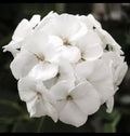 Geranium Live Plant 3 Inch Pot White 'Patriot White' Geranium (Geranium maculatum)