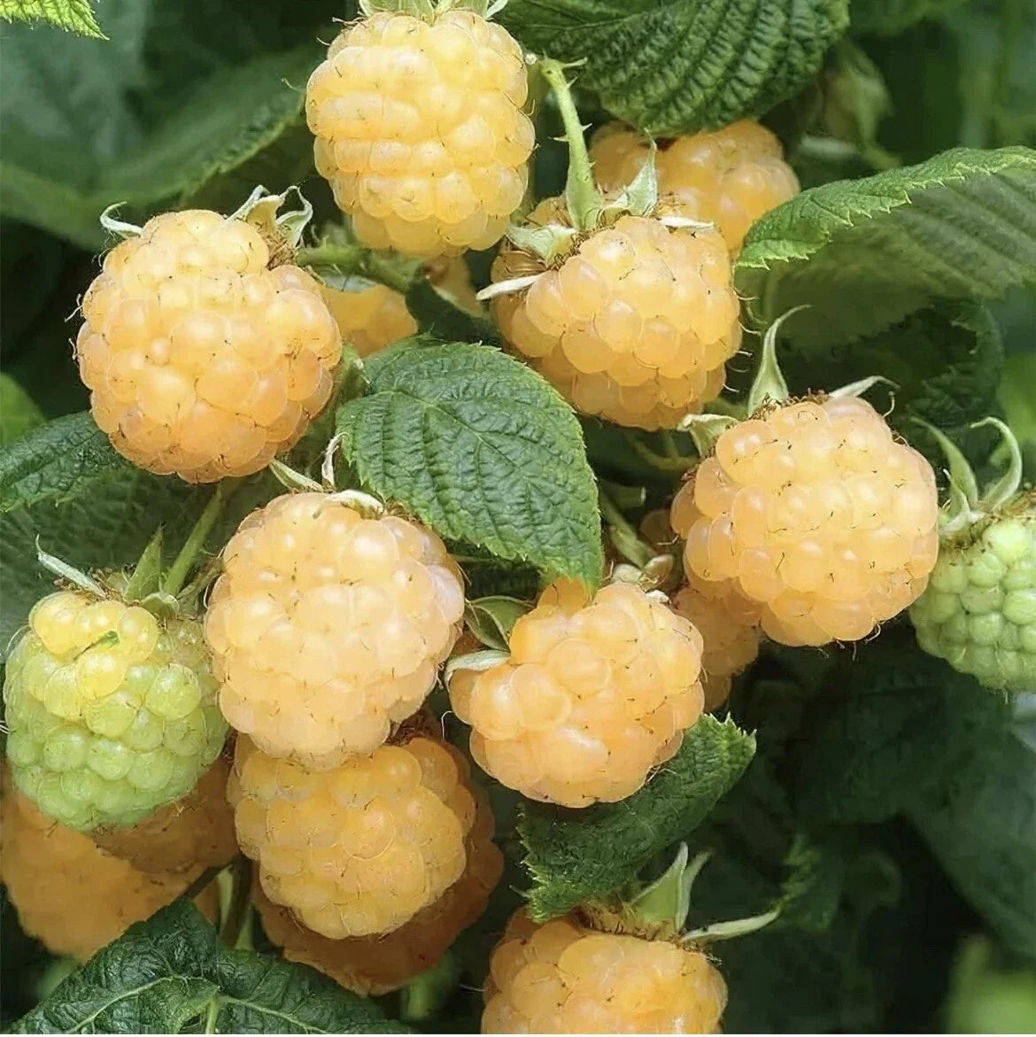 Golden Raspberry Seeds - 100 Pack - Edible Yellow Berry Garden Vine - Homegrown USA