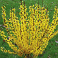 Forsythia Rooted Cuttings - 5 Fast Growing Plants - Excellent Roots - Forsythia × intermedia 'Mindor'