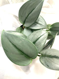 Rooted Starter Plant - Scindapsus treubii 'Moonlight' - Beautiful Silver-Leaf Indoor Houseplant