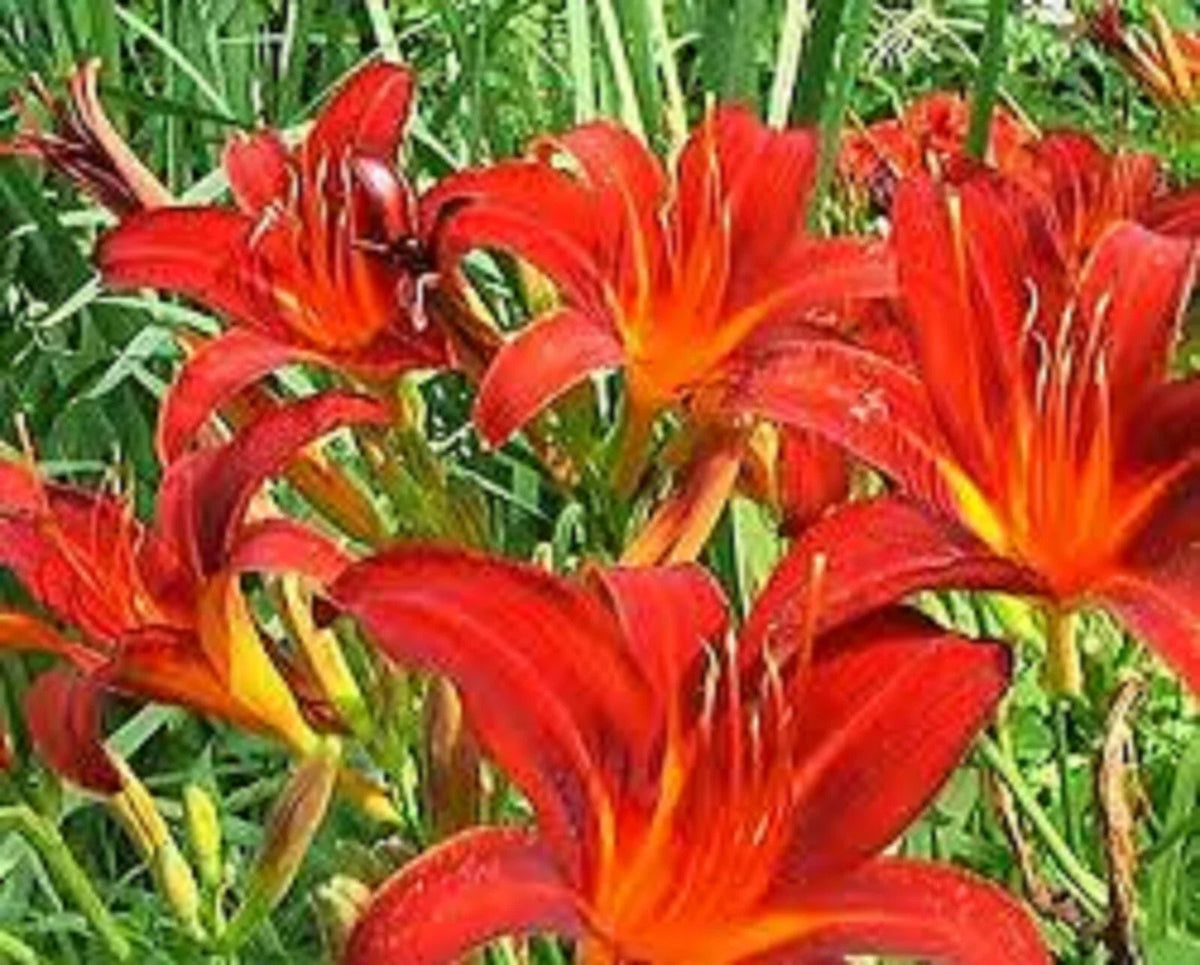 Red Giant Daylily - 3 Bare Root Plants - Sprouting - Hemerocallis 'Red Giant' - Free Shipping