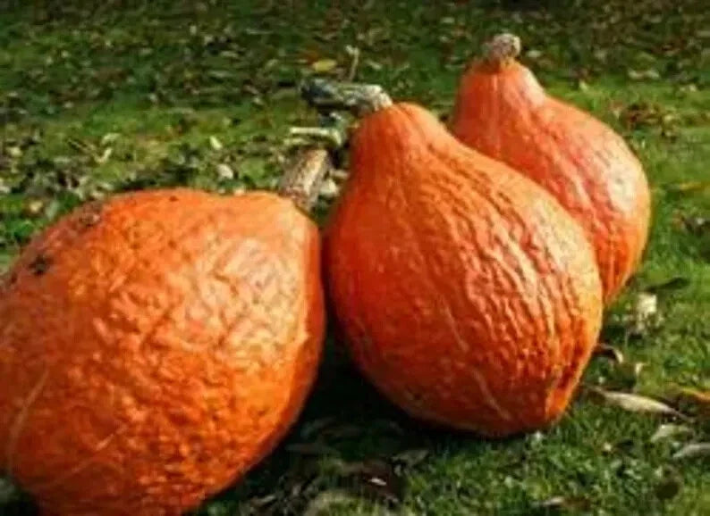 Golden Hubbard Winter Squash Seeds - 10 Organic Seeds - Cucurbita maxima - USA Grown, Free Shipping