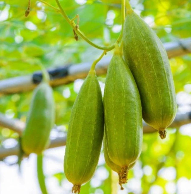 Heirloom Gourd Seeds - Luffa Dishcloth Vegetable Sponge - Non-GMO - Luffa cylindrica - 20 Seeds