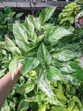 Snow Queen Pothos Cuttings - 3 Healthy Stem Cuttings - Epipremnum aureum Variegated Houseplant