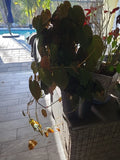 Philodendron Cutting 2 Node Fresh Starter Micans (Philodendron hederaceum)