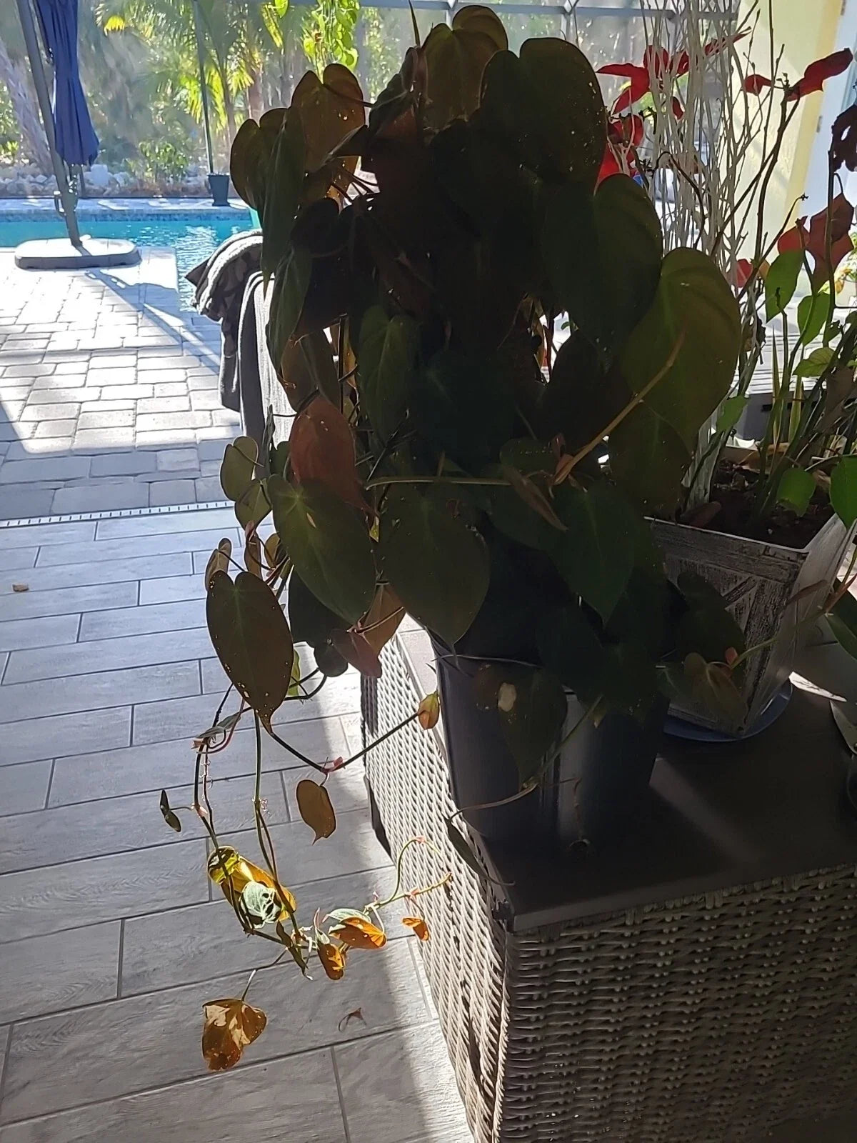 Philodendron Cutting 2 Node Fresh Starter Micans (Philodendron hederaceum)