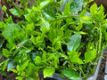 Aucuba Japonica Golden Dust Cuttings - 6 Beautiful Evergreen Gold-Dust Tree Clippings