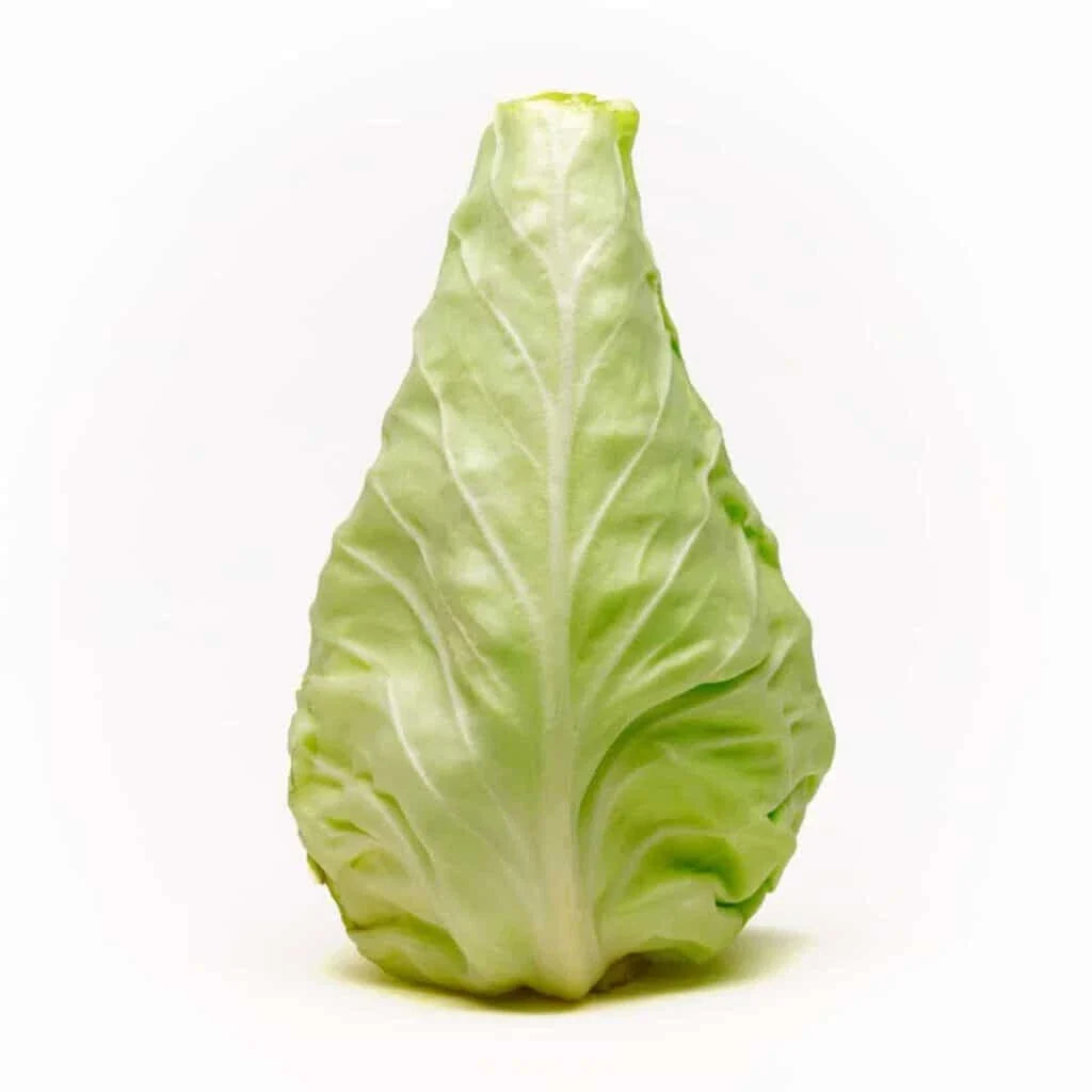 Conehead Cabbage Seeds - 500+ Pack - Heirloom Variety - Brassica oleracea - Ideal for Garden Planting, USA