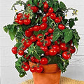 Dwarf Bush Cherry Tomato Seeds - 100 Count - Heirloom Variety (Solanum lycopersicum) for Home Gardening