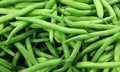 Green Bean Seeds - Provider Variety - Fresh Seeds for Planting - Phaseolus vulgaris - Free Shipping