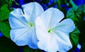 Moonflower Seeds - 50 Count - Night-Blooming White Flowers - Ipomoea alba
