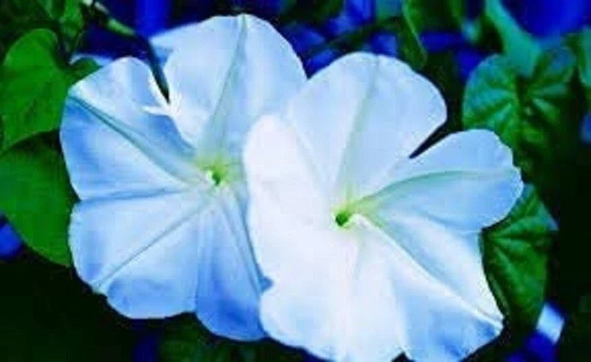 Moonflower Seeds - 50 Count - Night-Blooming White Flowers - Ipomoea alba