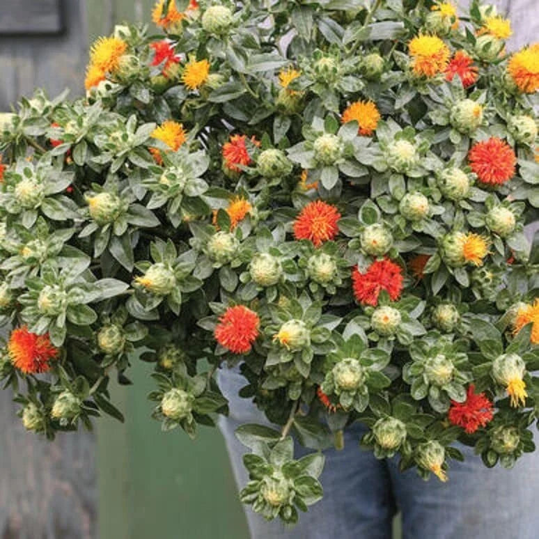 Zanzibar Safflower Flower Seeds - 30 Mixed Color Seeds (Carthamus tinctorius) for Planting