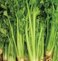 Celery Seeds - 2000+ Non-GMO Tall Utah Variety - Vegetable Garden - USA Seller - Free Shipping