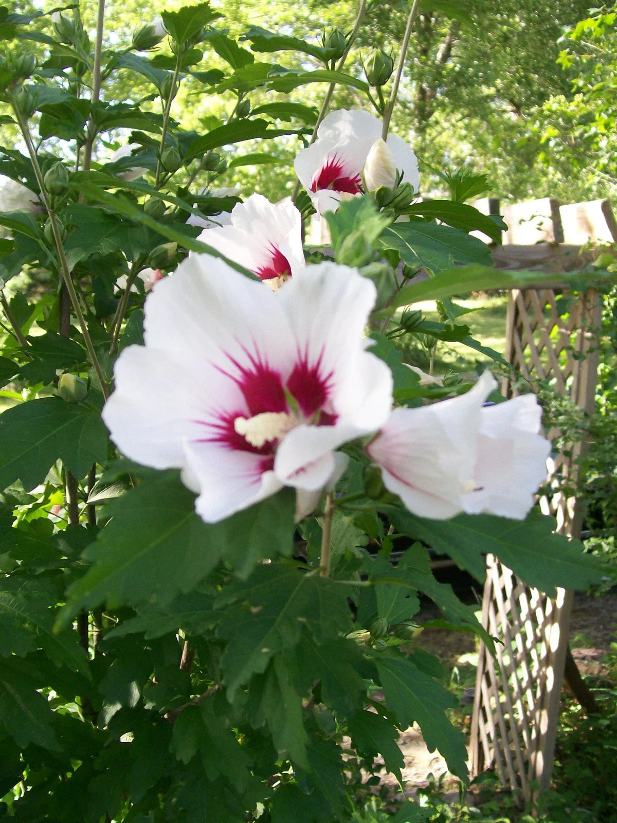 Rose of Sharon Plants 12-24" Mixed Colors Hibiscus Syriacus Hardy Zones 5-9