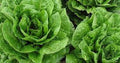 Organic Heirloom Lettuce Seeds - Premium Parris Island Romaine - Non-GMO, Fresh, Garden Variety