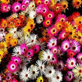 Daisy Ice Plant Livingstone Mix Dwarf Seeds - 2000 Pack - Drought Tolerant Groundcover - Perfect for Gardens and Landscaping