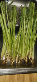 Organic Lemongrass Stalks - 6 Fully Rooted Plants for Gardening - Cymbopogon citratus