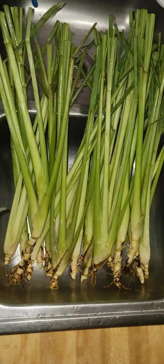 Organic Lemongrass Stalks - 6 Fully Rooted Plants for Gardening - Cymbopogon citratus