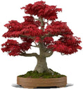 Bonsai Tree Seeds - 20+ Seeds - Japanese Red Maple - Acer palmatum - Perfect for Bonsai Cultivation
