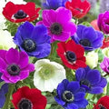 Anemone Bulbs Mix Colors 12 Pack - Anemone de Caen Bulbs for Vibrant Spring Gardens