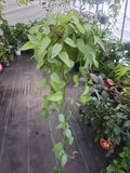 CEBU BLUE Pothos Plant - Easy Care, Well-Rooted Live Plant, Epipremnum Pinnatum