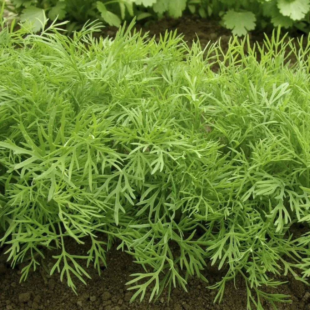 Mammoth Long Island Dill Seeds - 500+ Count - Heirloom Herb for 2025 Planting - Anethum graveolens