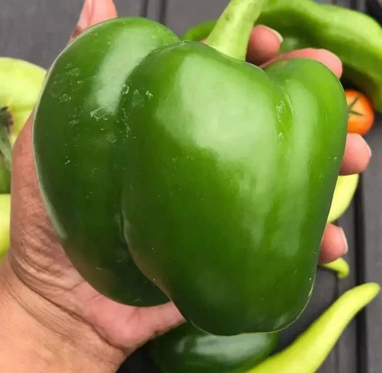 Giant Keystone Heirloom Organic Sweet Peppers - 50+ Seeds - Non-GMO, Fresh, Vegetable Garden Seeds