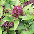 Siam Queen Basil Seeds - 300+ Organic Herb for Summer Vegetable Garden, Patio, Container - Ocimum basilicum