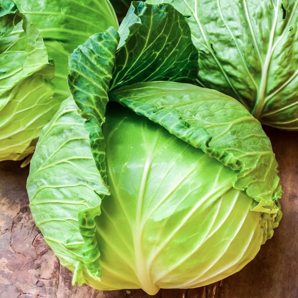 Cabbage Seeds 400+ Heirloom Golden Acre NON GMO Fresh Brassica oleracea