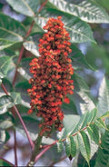 Smooth Sumac Seeds, 30 Count, Rhus Glabra, Drought-Tolerant Native Plant, Edible Berries, Ornamental Foliage