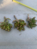 Crassula Ovata Gollum Compact Cuttings, 3 Live Cuttings, Ogres Ear, Hobbit Plant, Succulent, Jade Plant