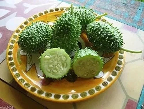 West Indian Gherkin Seeds - Heirloom Burr Spike Cucumber - RARE - Cucumis anguria