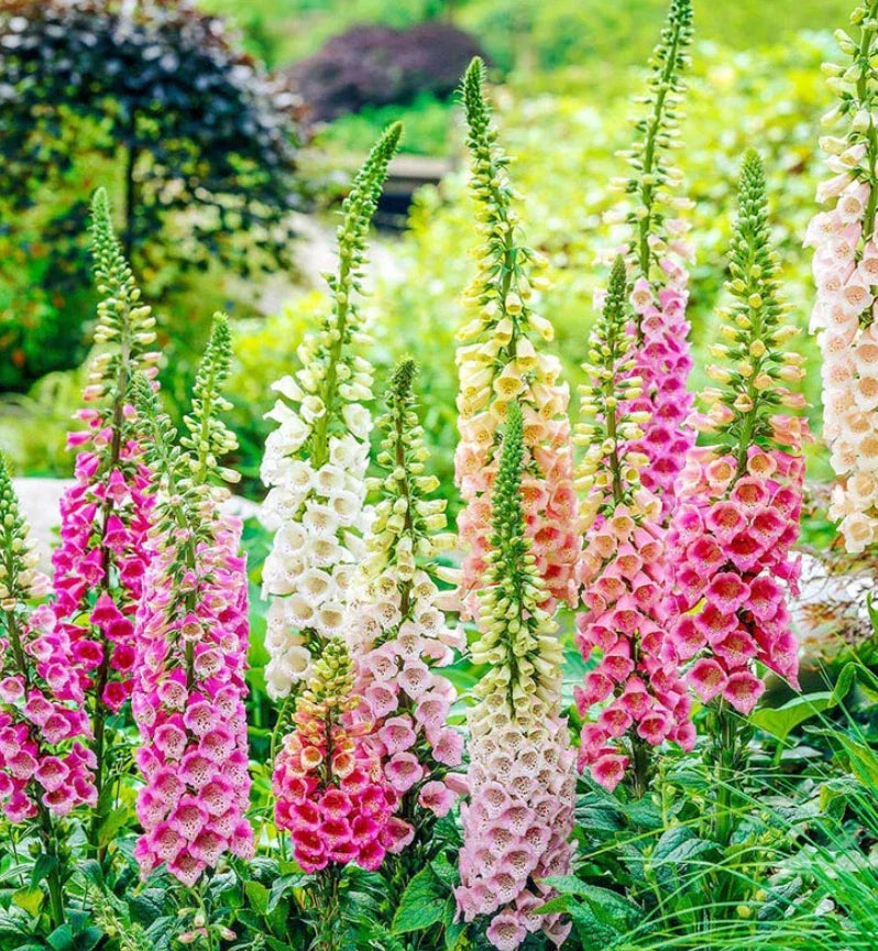 Foxglove Seeds Excelsoir Mix - Non-GMO Biennial - Sun/Shade - 500 Seeds - Hummingbird Friendly (Digitalis purpurea)
