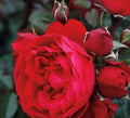 Florentina Rose Cuttings 3-Pack for Rooting/Grafting - Rosa 'Florentina'