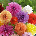 Mixed Dahlias Bareroot - Colorful Flower Bulbs for Garden - Dahlia spp.