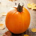 Pumpkin Seeds - Sugar Pumpkin Variety - Fall Garden Baby Vegetable Seeds - Cucurbita pepo - 2025
