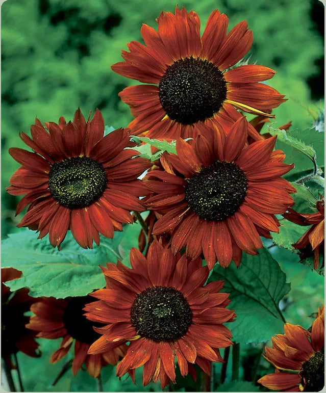 Velvet Queen Sunflower Seeds, Red Orange with Black Center, Helianthus annuus, Non-GMO, Heirloom, Garden Planting Seeds