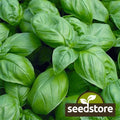 Sweet Basil Seeds | Heirloom Non-GMO | Culinary Herb | Ocimum basilicum | Free Shipping