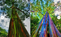 Rainbow Eucalyptus Starter Tree Seedling Sapling Plant, Well-Rooted, Eucalyptus deglupta