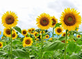 Giant Sunflower Seeds - Heirloom Non-GMO High Germination - Perfect for Planting - Helianthus annuus