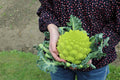 Romanesco Broccoli Seeds Non-GMO Heirloom - Green Vegetable Seeds for Backyard Gardening - Brassica oleracea