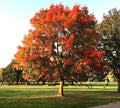 Red Oak Tree Live Plant in Quart Pot – Cold Hardy, Well-Rooted, Quercus rubra