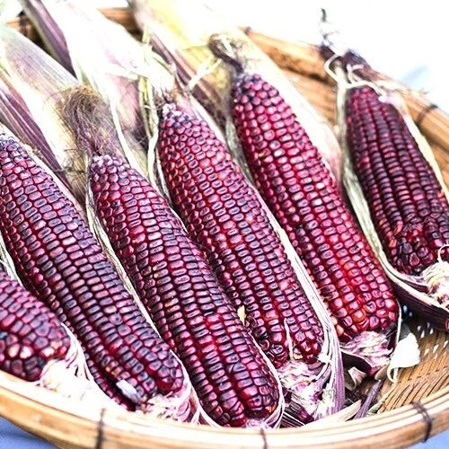 Bloody Butcher Corn Seeds | Heirloom Non-GMO | Organic Heirloom Corn | Zea mays 'Bloody Butcher'