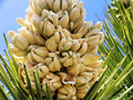 Yucca Palm Tree Seeds (10 Seeds) - Joshua Tree, Highly Prized Yucca brevifolia for Planting