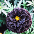 Hybrid Black Marigold Seeds - 25 Count for Garden Planting - Tagetes erecta - USA Grown