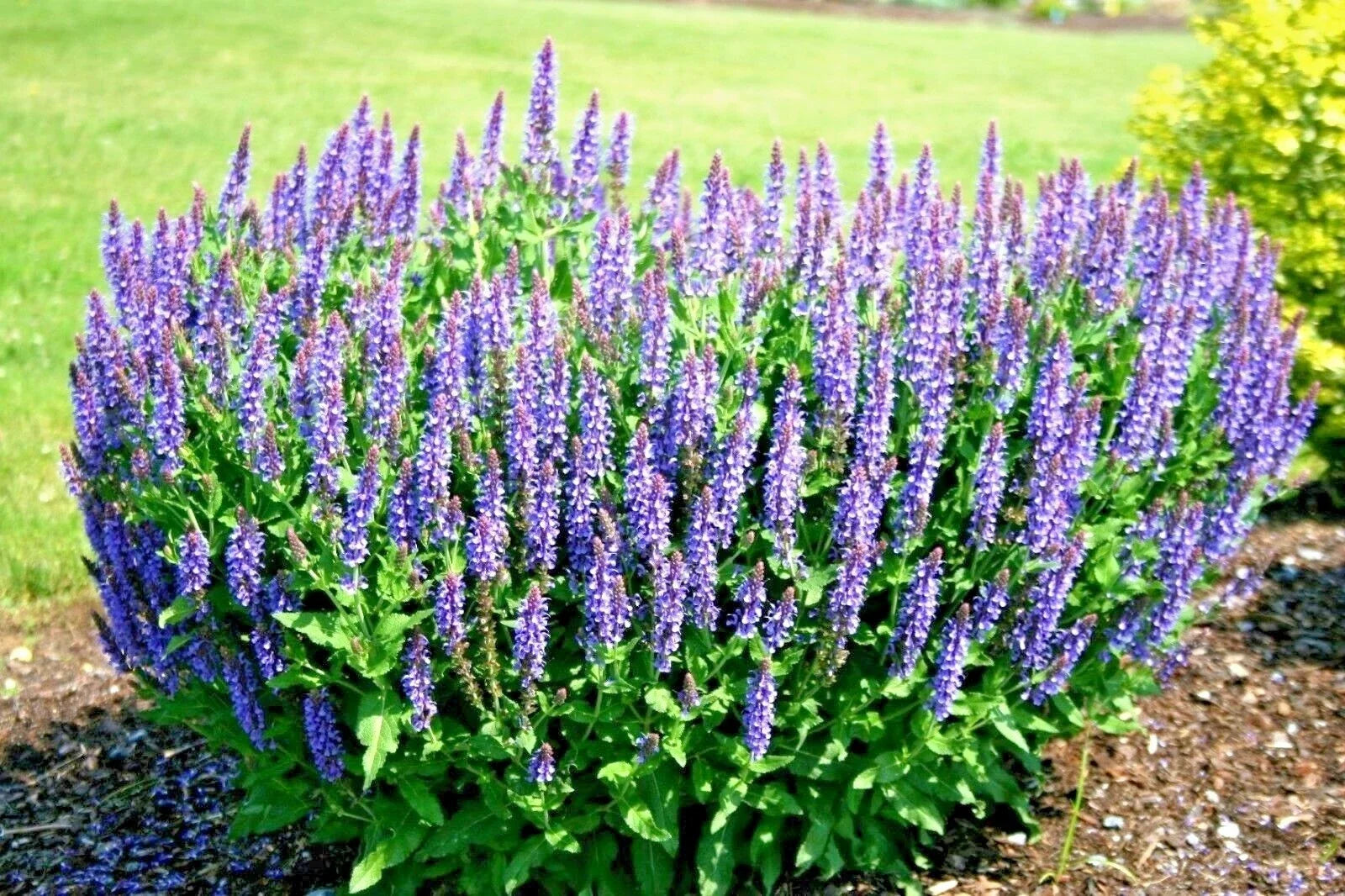 Blue Sage Flower Seeds - 300+ Medicinal Wildflower Seeds for Garden or Container - Perennial (Salvia azurea)